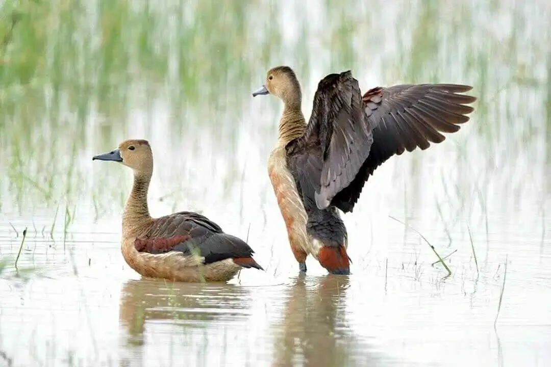 Lesser Whistling Duck